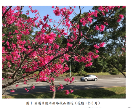 國道3號山櫻花